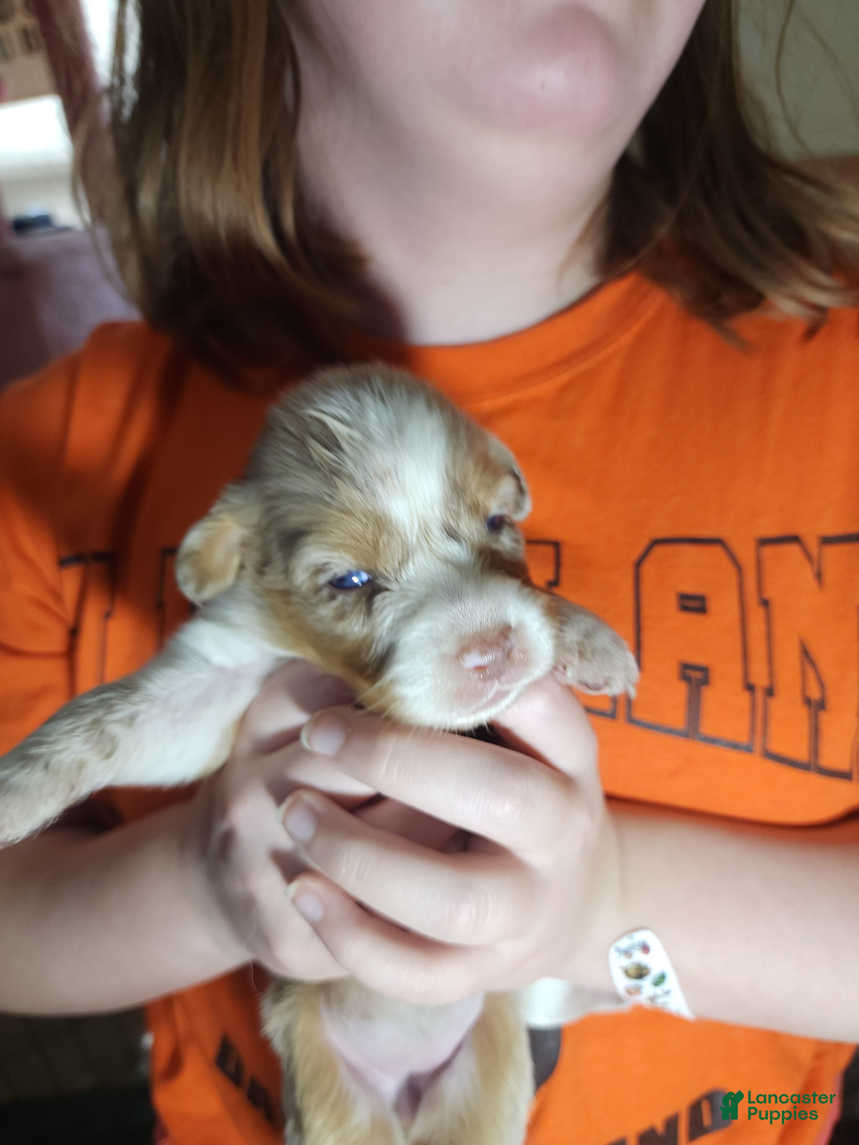 Australian Shepherd dogs Australian Shepherd Red Merle Female 3 - Ad 1