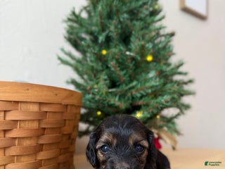 Cavapoo dogs Eve - Ad 40