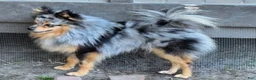 Pomsky dogs for sale: Merle boy - Ad 18