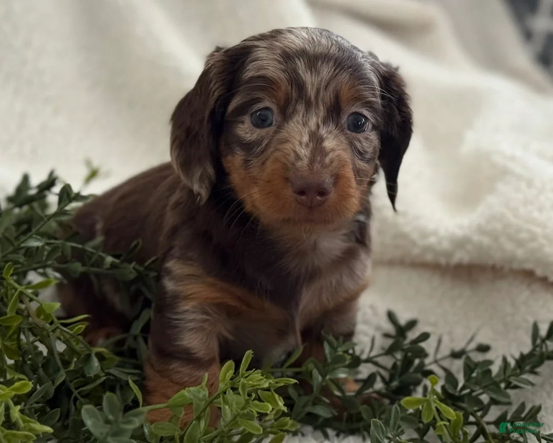 Miniature Dachshund dogs for sale: Tanner - Ad 6