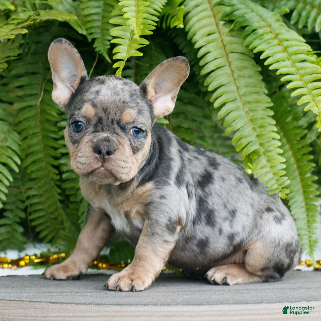 French Bulldog dogs for sale: Lily  - Ad 2