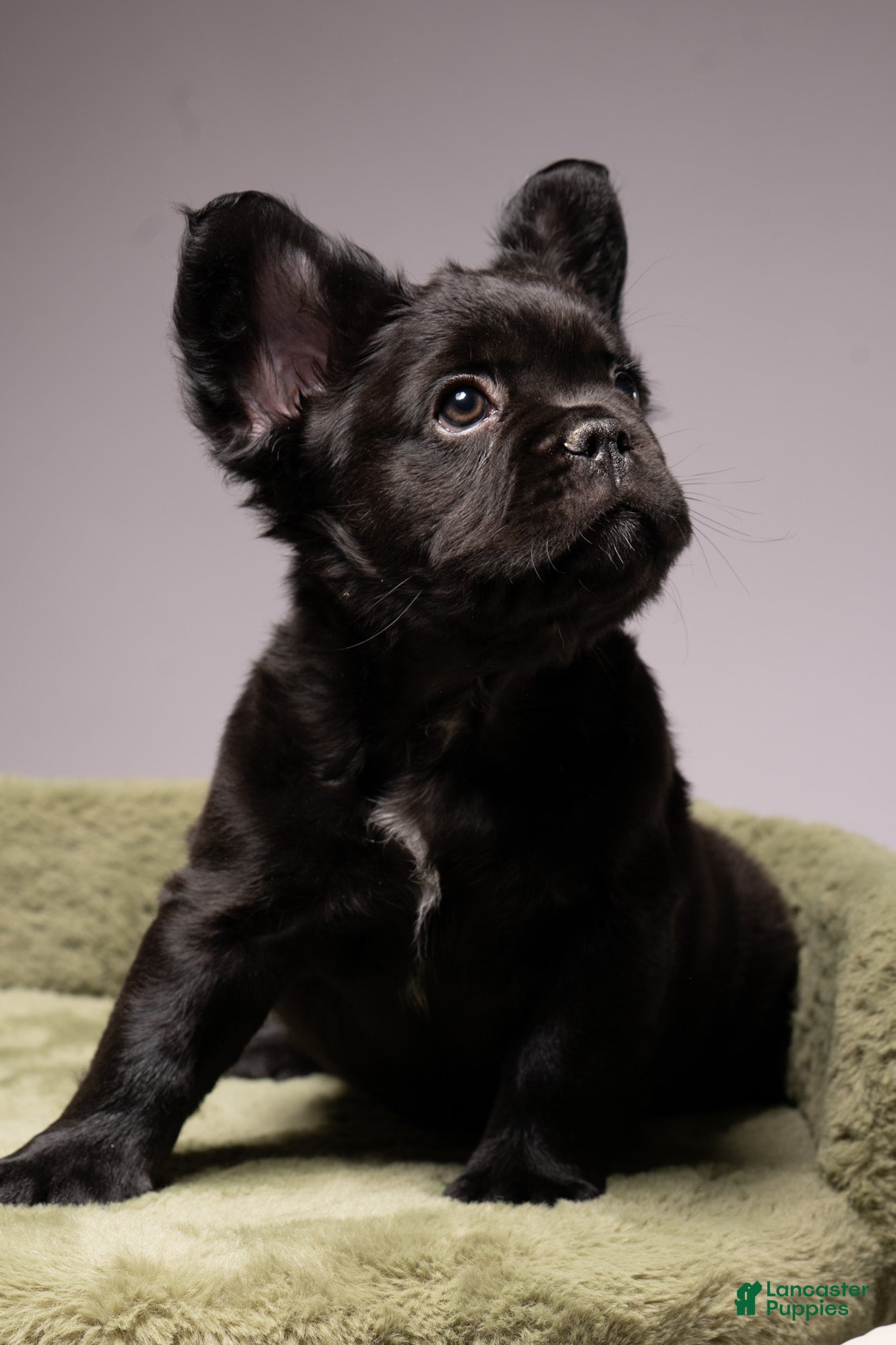 French Bulldog dogs FERDINAND  - Ad 2