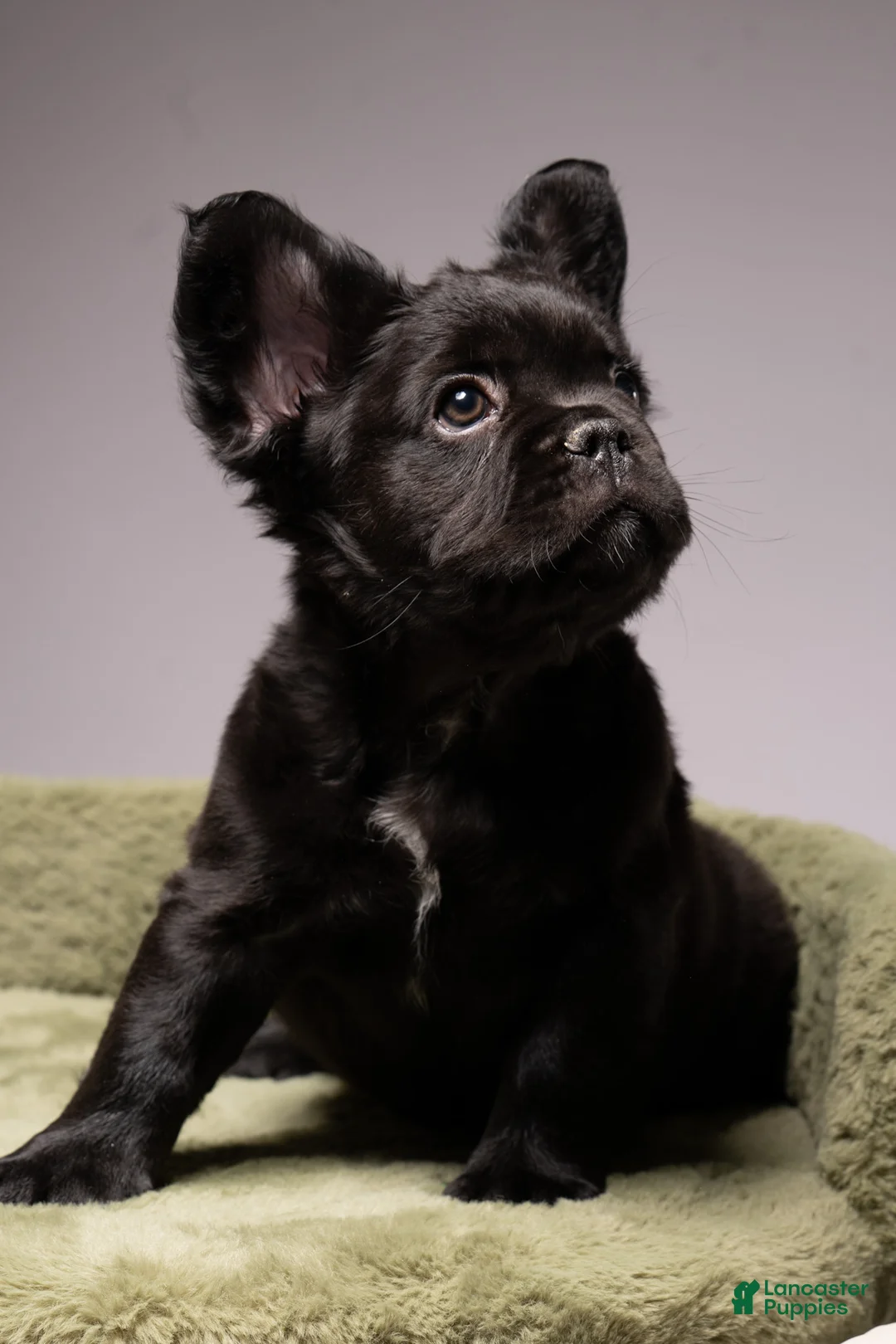 French Bulldog dogs for sale: FERDINAND  - Ad 2