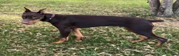 Doberman Pinscher dogs for sale: Diesel - Ad 11