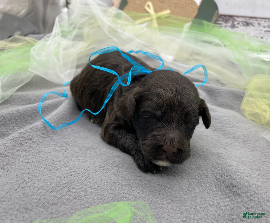 Portuguese Water Dog dogs for sale: Benny - Ad 1