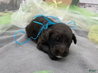 Portuguese Water Dog dogs for sale: Benny - Ad 1