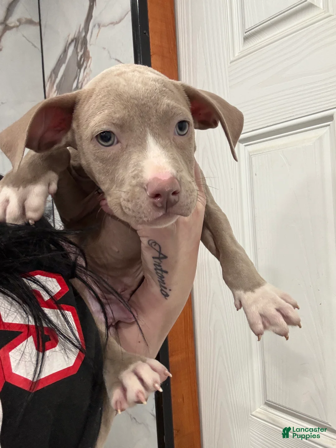 American Pit Bull Terrier dogs for sale: Tino - Ad 5