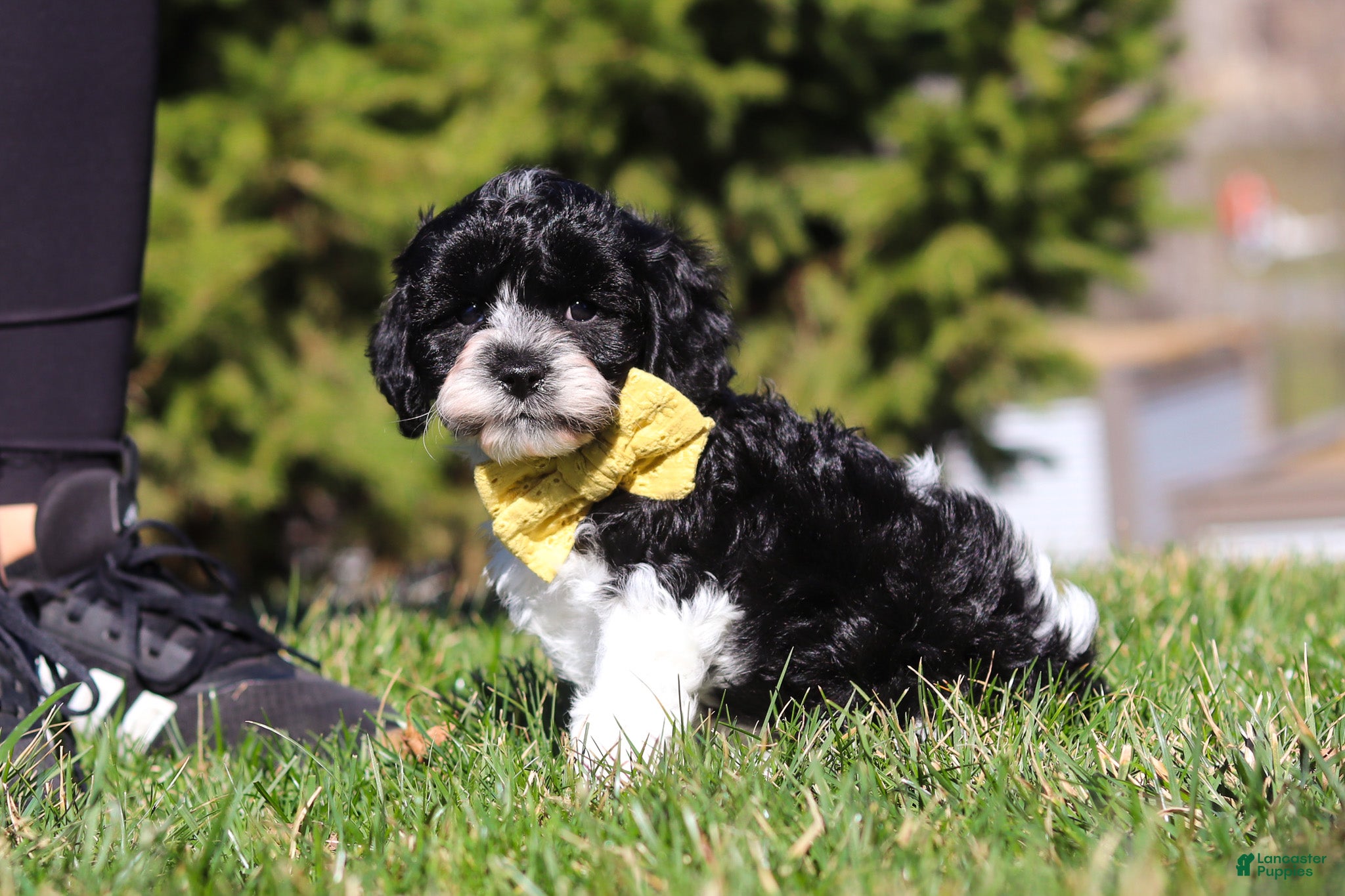 Cavapoo dogs for sale: Atlas - Ad 1