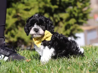 Cavapoo dogs for sale: Atlas - Ad 1