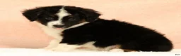 Mini Aussiedoodle dogs for sale: Lonnie - Ad 8