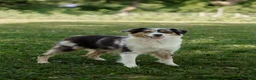 Australian Shepherd dogs for sale: Jasper. (Cuddles) - Ad 4