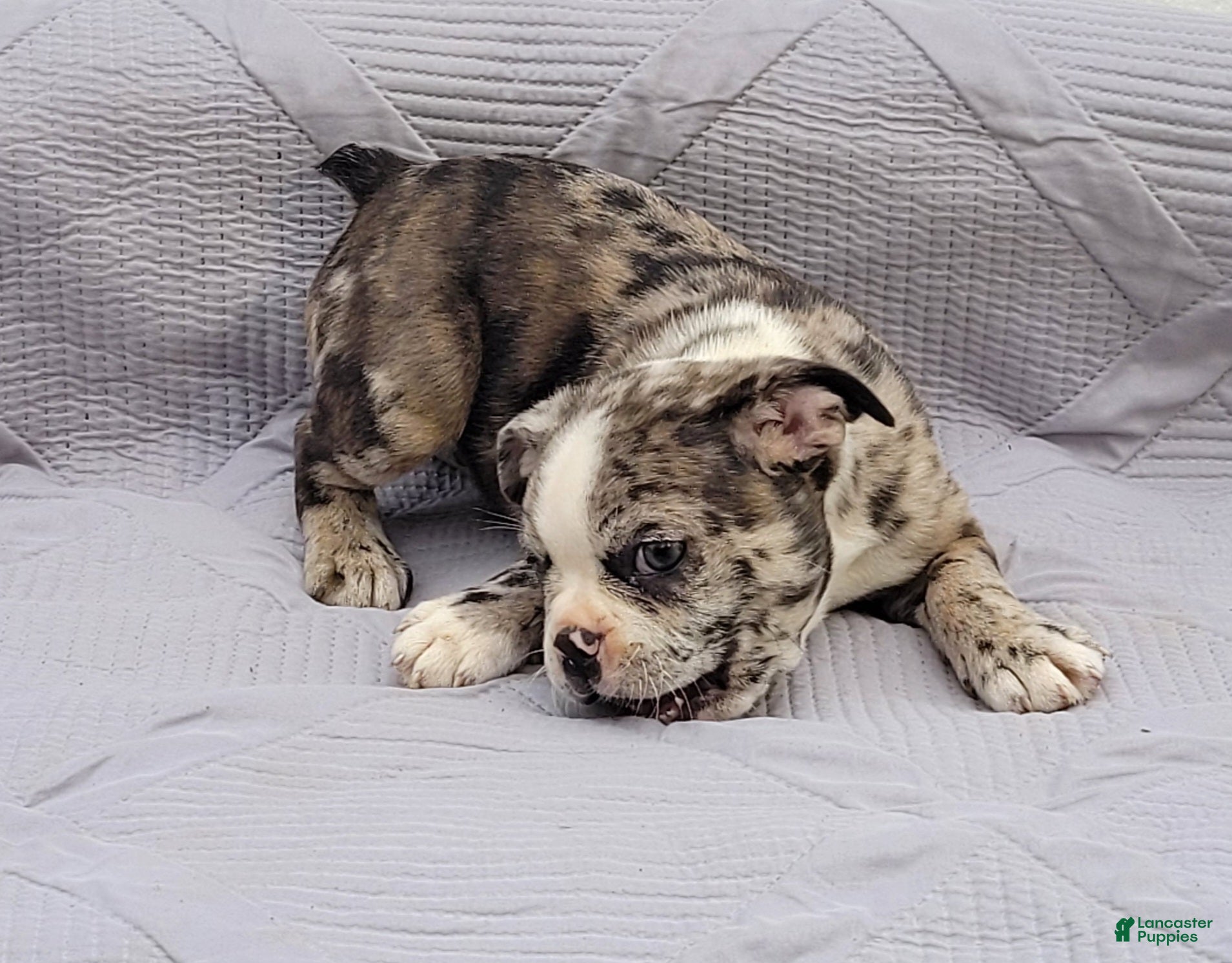 Frenchton dogs Barqs - Ad 1