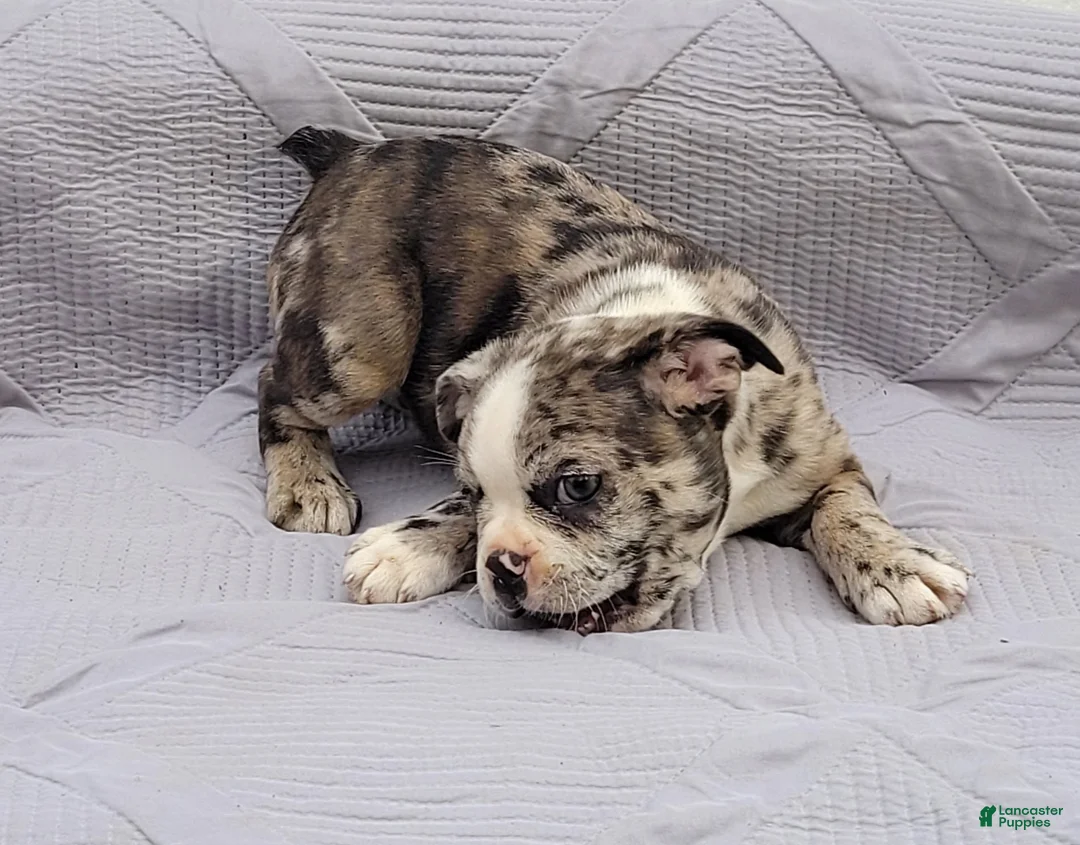 Frenchton dogs for sale: Barqs - Ad 1