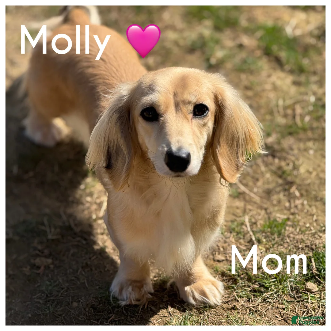 Miniature Dachshund dogs for sale: Sven - Ad 4