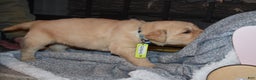 Golden Retriever dogs for sale: Sunshine - Ad 4