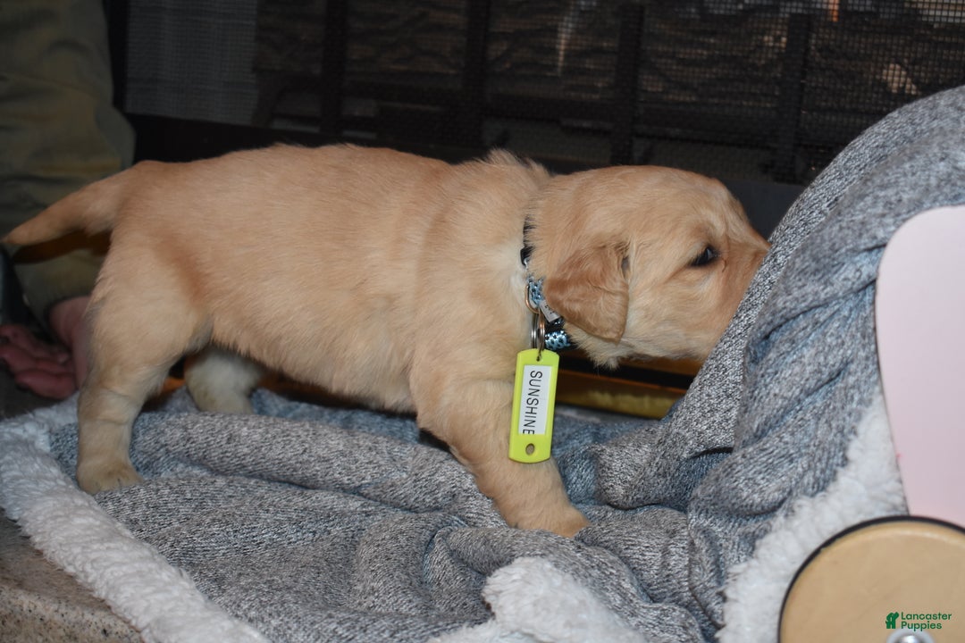 Golden Retriever dogs for sale: Sunshine - Ad 4