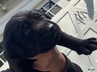 Labrador Retriever dogs for sale: Labrador Retriever Puppy 6 - GREY - MALE - Ad 1