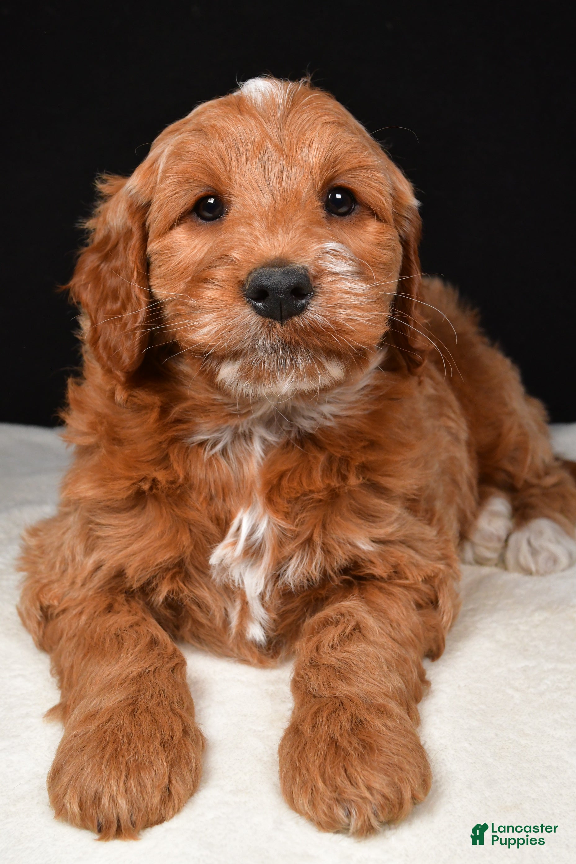 Goldendoodle dogs Gunner - Ad 2