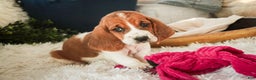Basset Hound dogs for sale: Anya - Ad 6