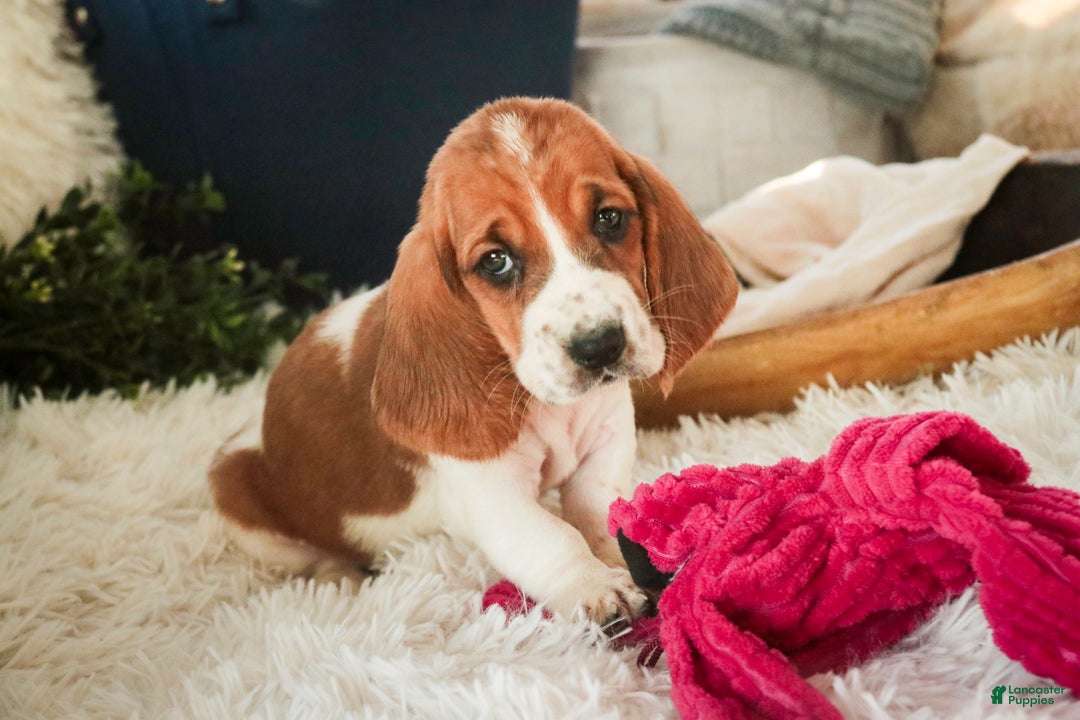 Basset Hound dogs for sale: Anya - Ad 6