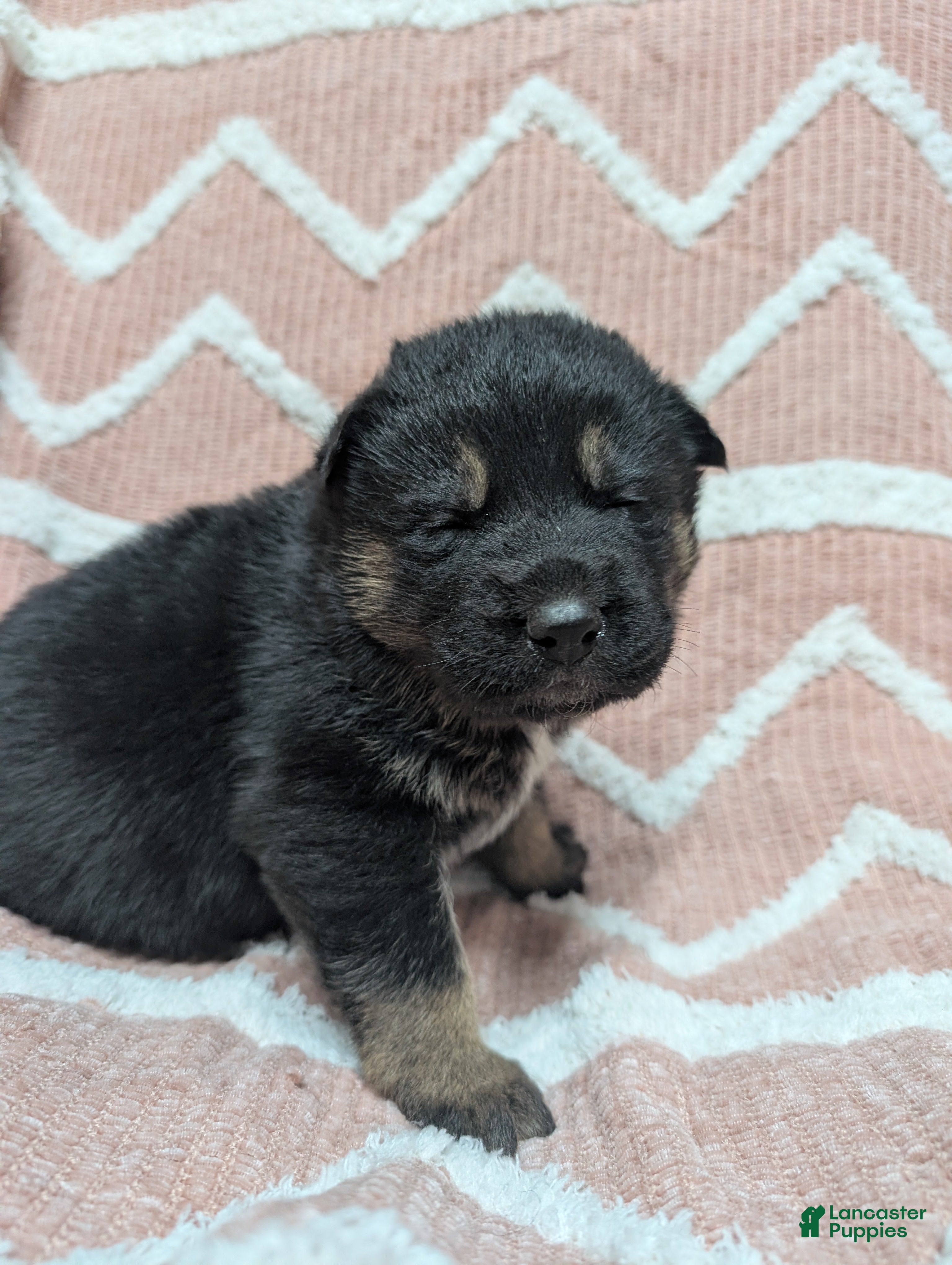 Gerberian Shepsky dogs Bessy - Ad 4