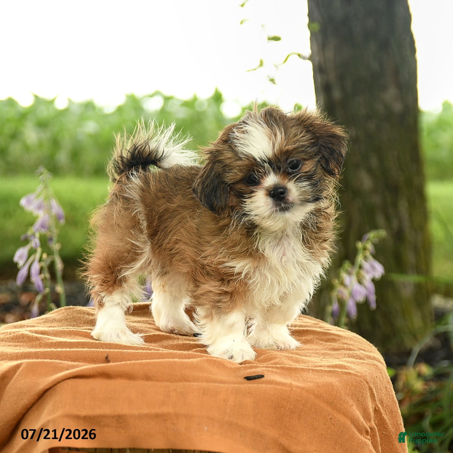 Shih Tzu dogs Zara - Ad 1