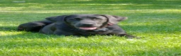 Labrador Retriever dogs for sale: Gemma- SPECIAL NEEDS - Ad 2