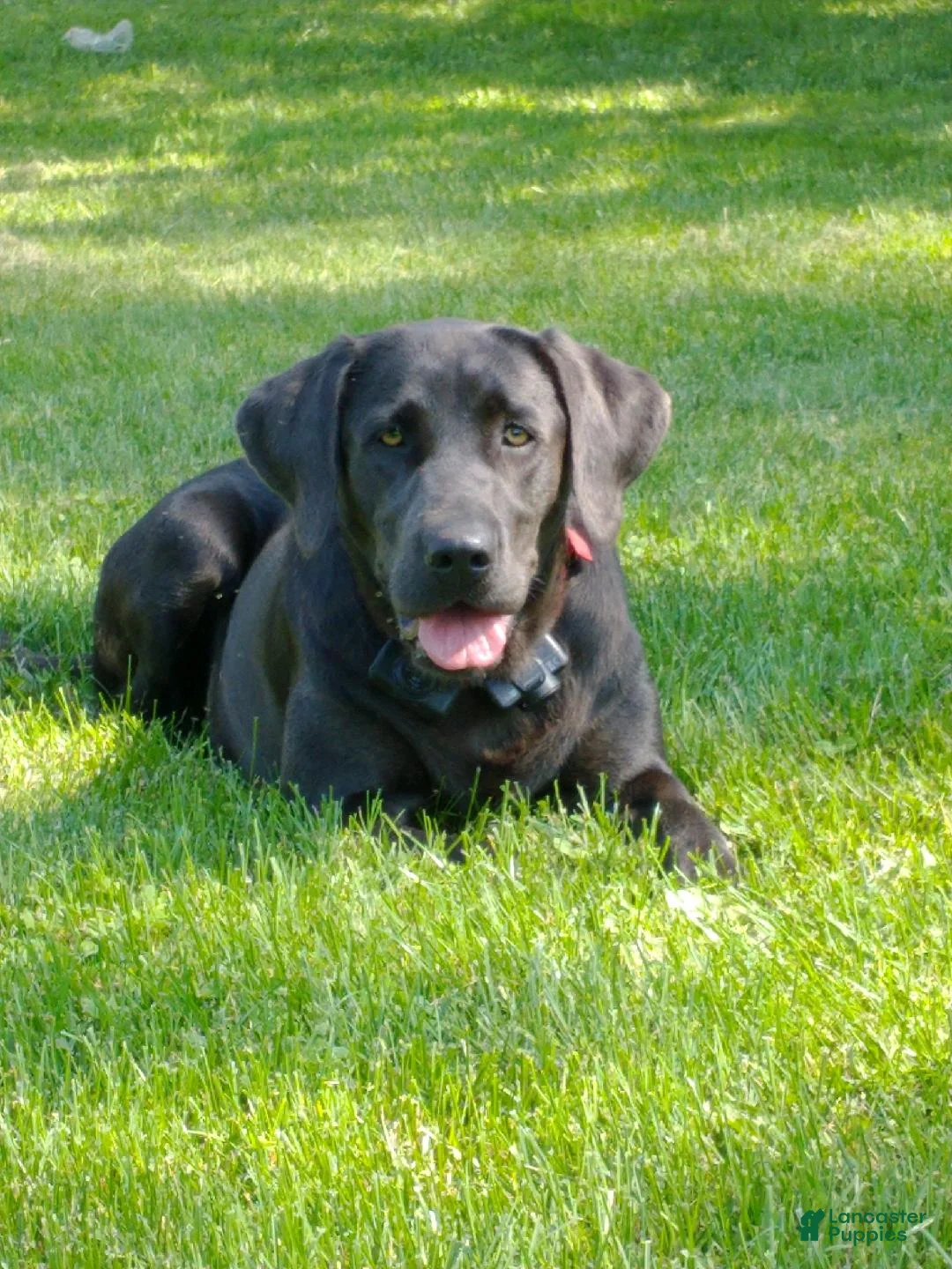Labrador Retriever dogs for sale: Gemma- SPECIAL NEEDS - Ad 2