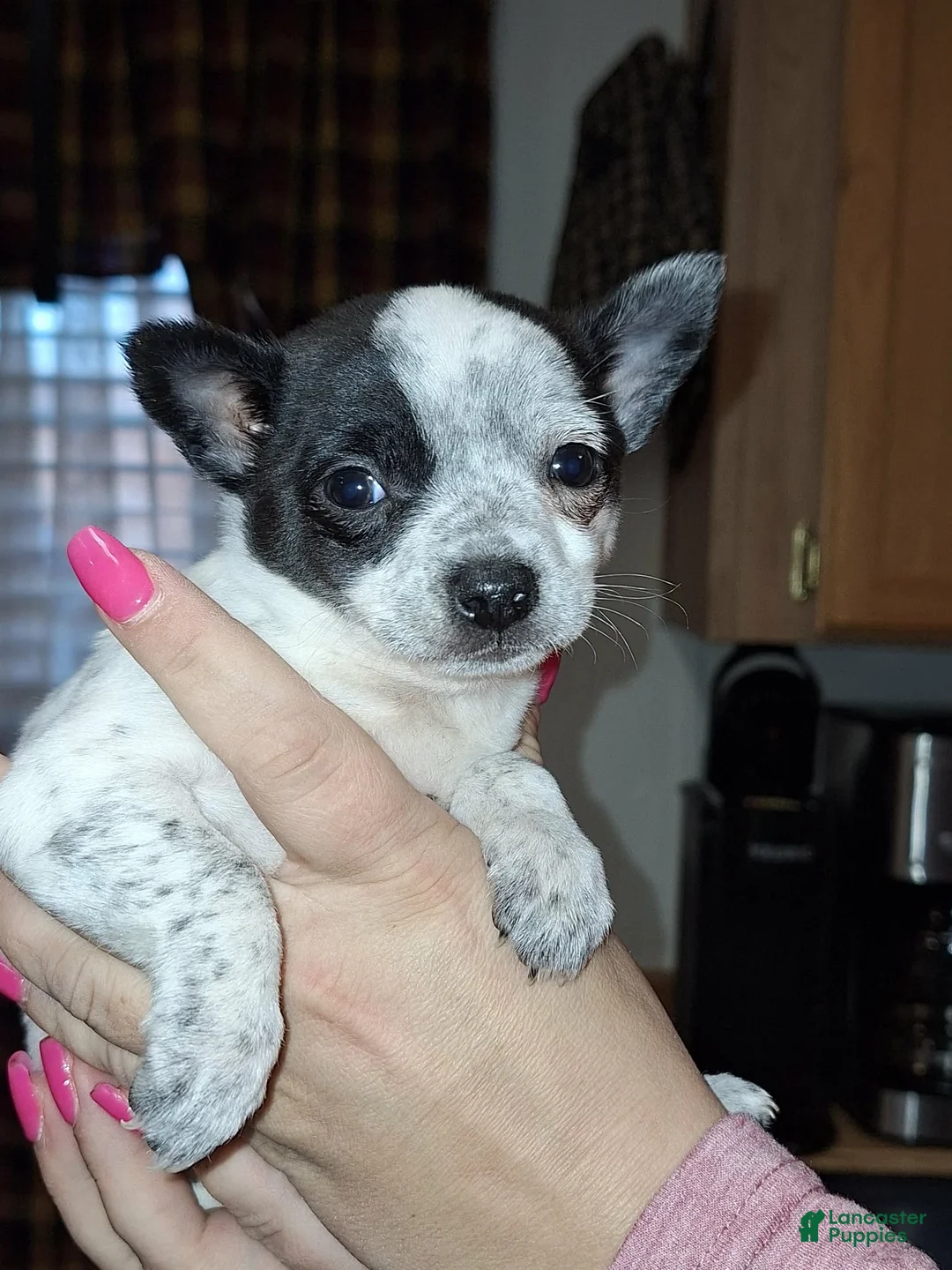 Chihuahua dogs for sale: Dot. T-cup  - Ad 1