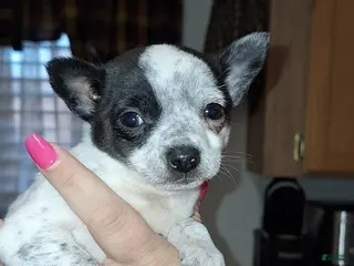 Chihuahua dogs Dot. T-cup - Ad 40