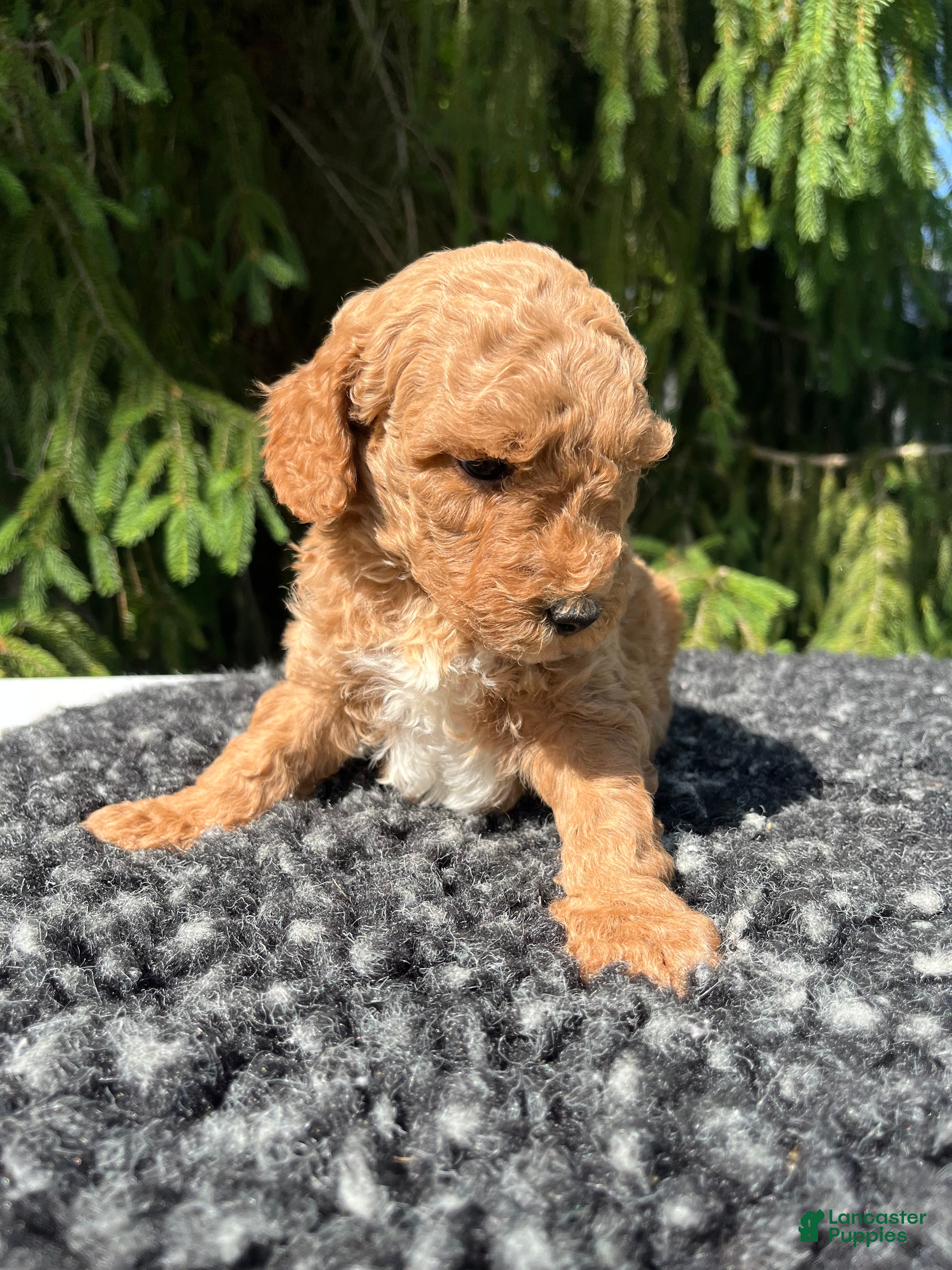 Mini Goldendoodle dogs Luka - Ad 2