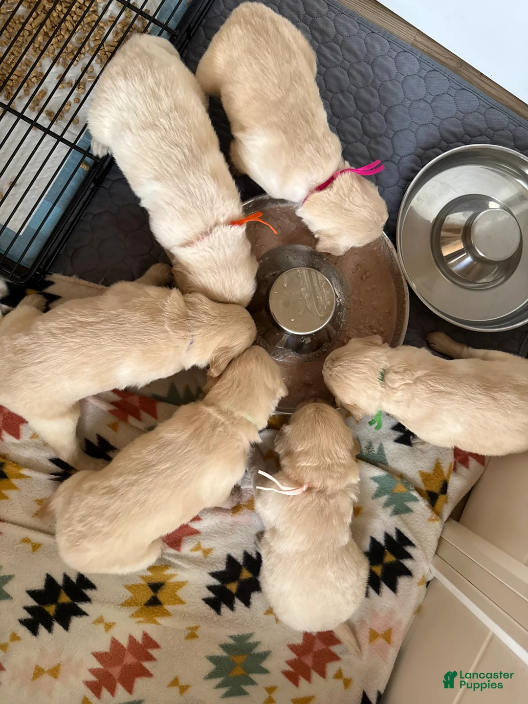 Golden Retriever dogs for sale: Sunflower (Teal Collar) - Ad 6