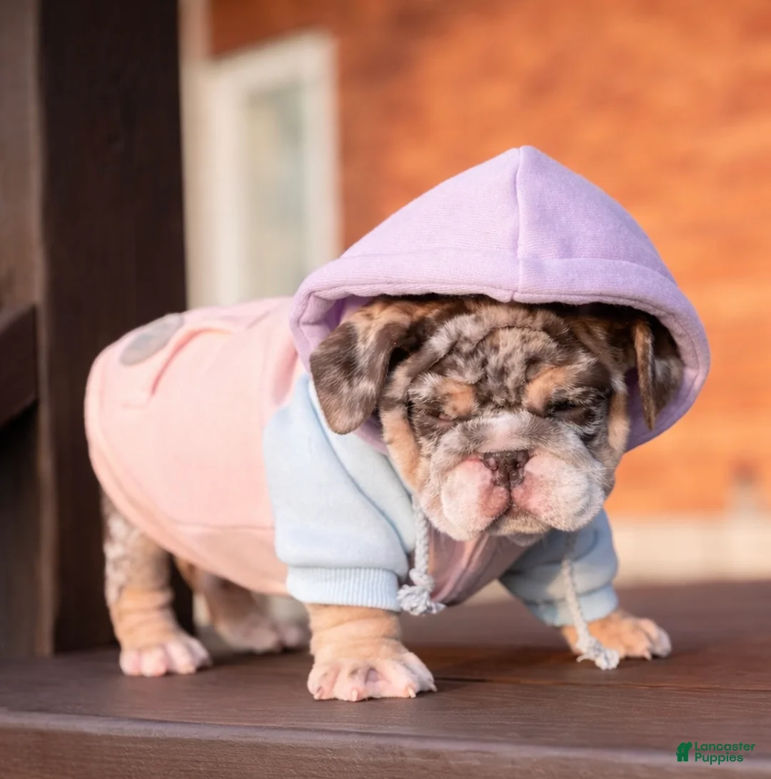 English Bulldog dogs for sale: Bonnie - Ad 15