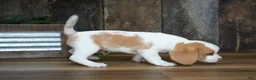 Beagle dogs for sale: Walker - Ad 3