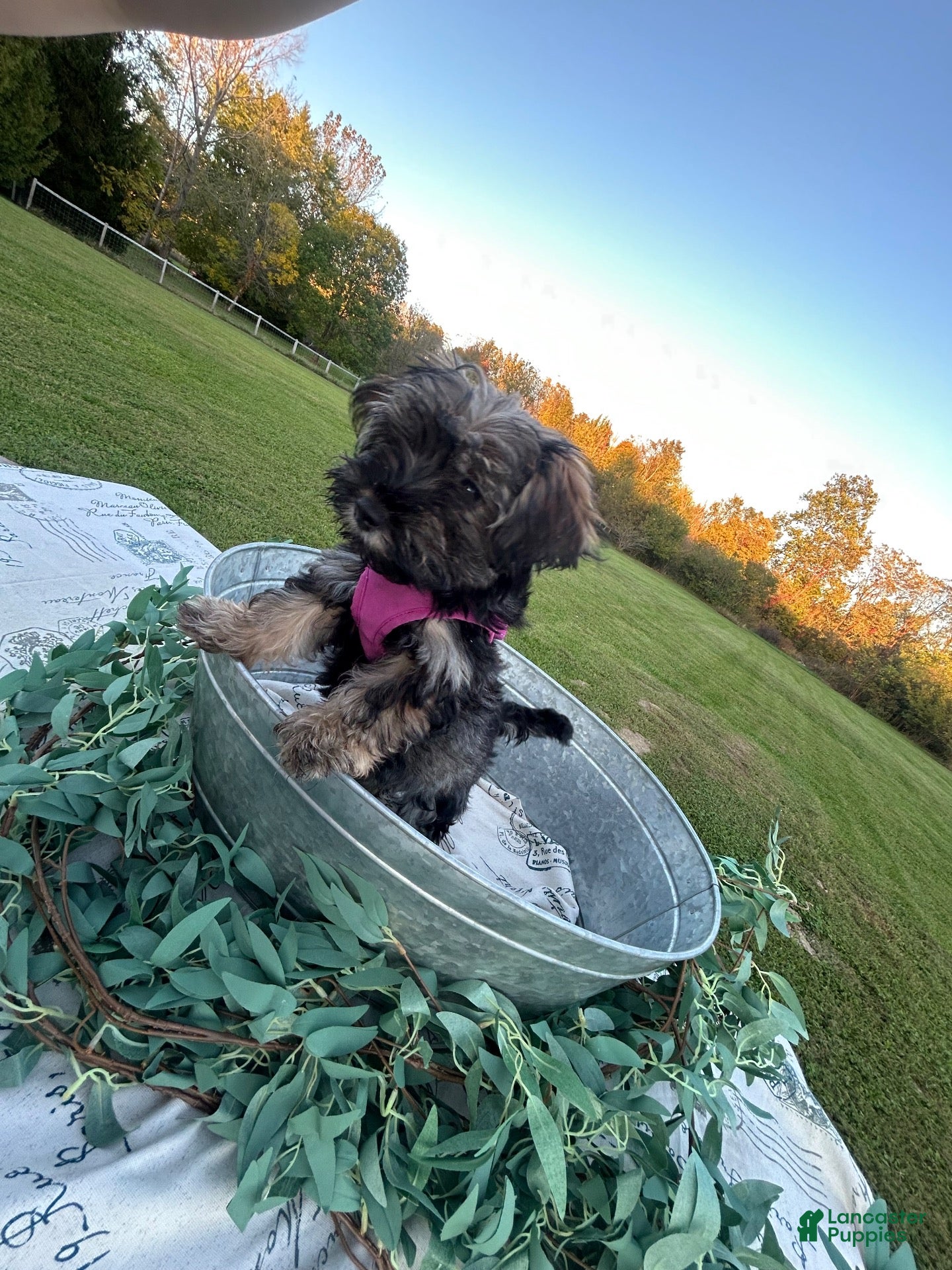 Mixed Breed dogs Miss Kookie  - Ad 2