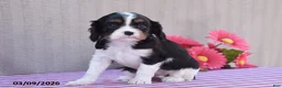 Cavalier King Charles Spaniel dogs for sale: Beverly - Ad 1