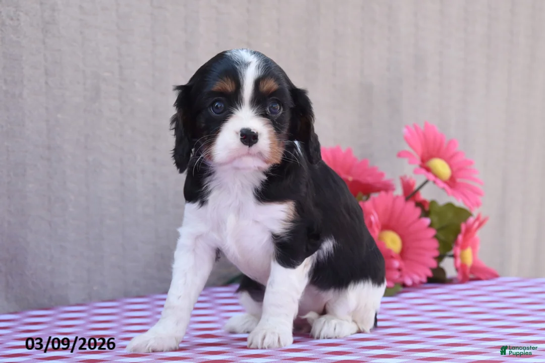 Cavalier King Charles Spaniel dogs for sale: Beverly - Ad 1