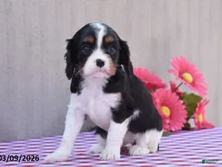 Cavalier King Charles Spaniel dogs for sale: Beverly - Ad 2