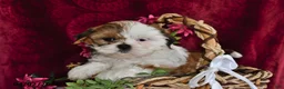 Shih Tzu dogs for sale: Lindsey - Ad 3