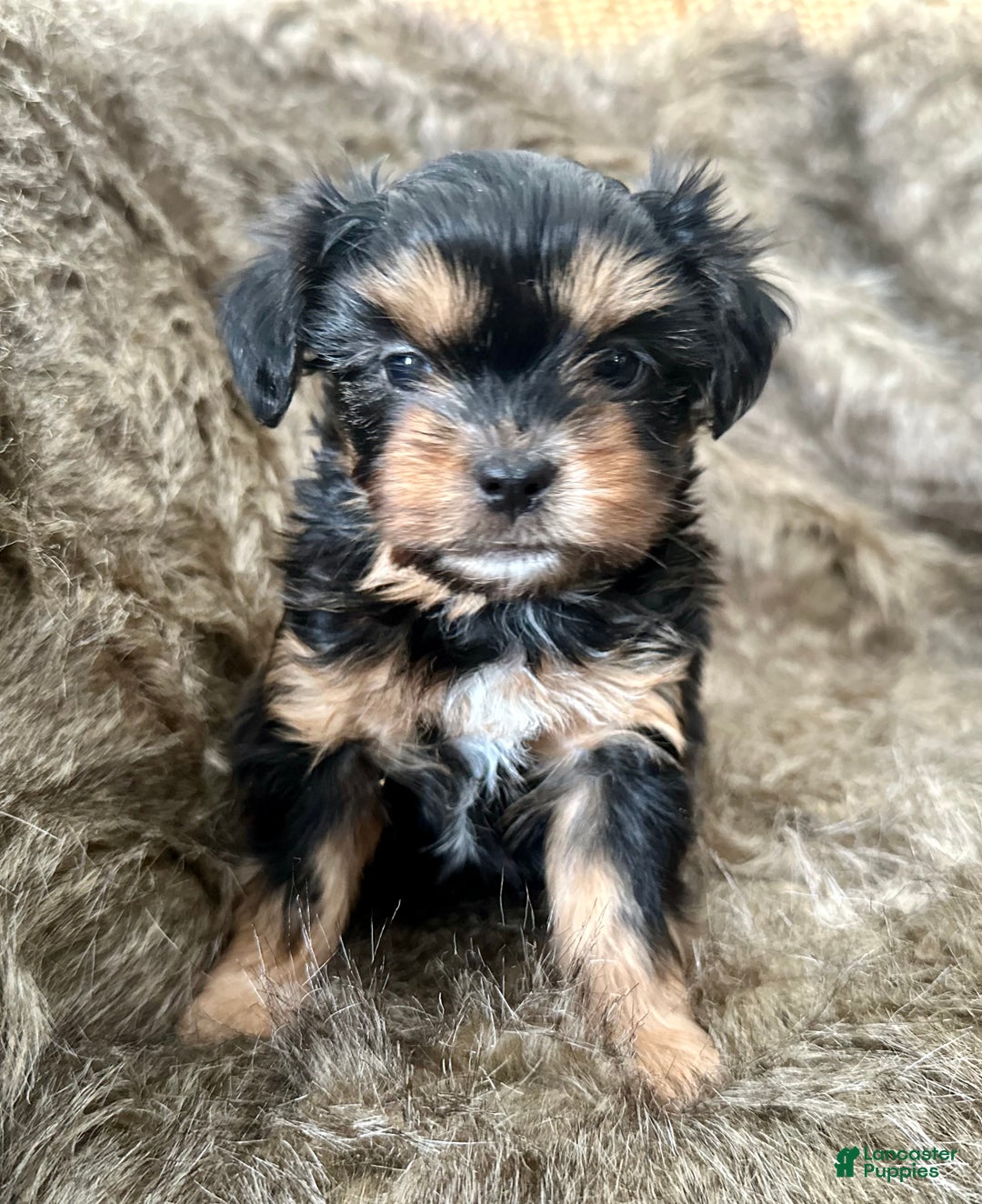 Shorkie dogs for sale: Adalyn - Ad 2