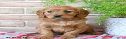 Miniature Golden Retriever dogs for sale: Valentino - Ad 2