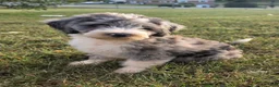 Aussiedoodle dogs for sale: Notman - Ad 3