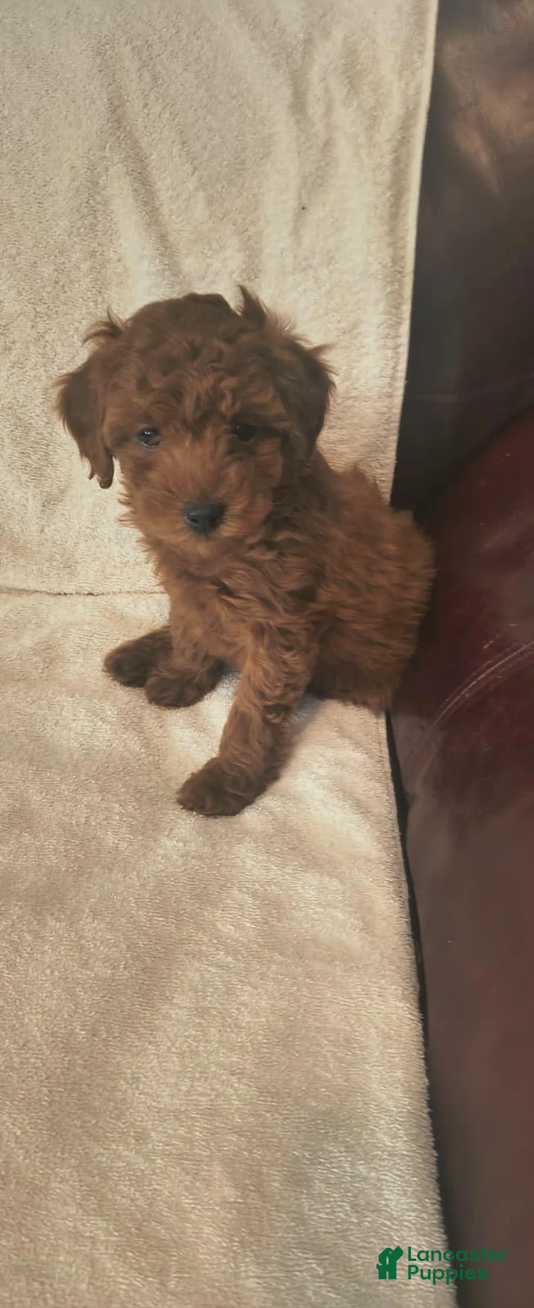 Toy Poodle dogs for sale: Female Puppy  - Ad 2
