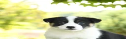 Welsh Corgi Pembroke dogs for sale: Jackson - Ad 3