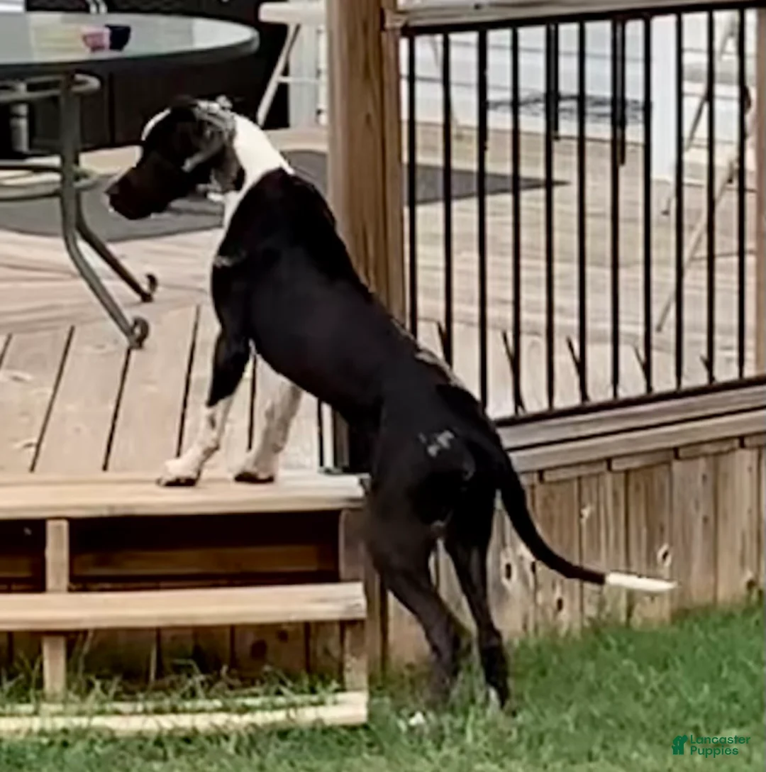 Great Dane dogs for sale: Harlequin with Merle Markings - Ad 3