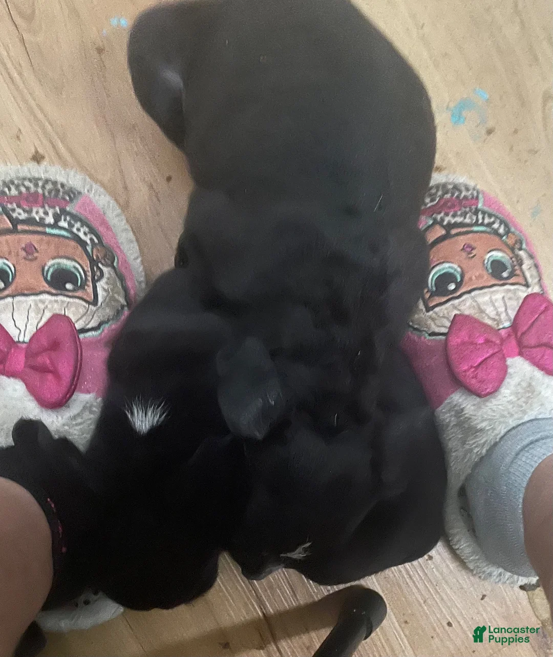 Mixed Breed dogs for sale: Mixed Breed 2 - Ad 1