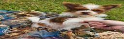 Mixed Breed dogs for sale: Junior - Ad 5