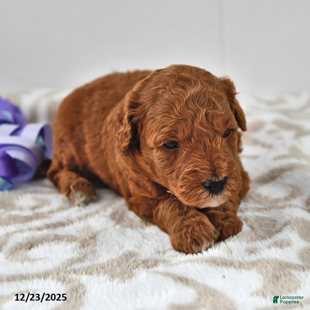 Mini Goldendoodle dogs for sale: Cupcake - Ad 15