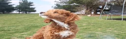 Miniature Poodle dogs for sale: Teddy - House and Crate Trained - Ad 4