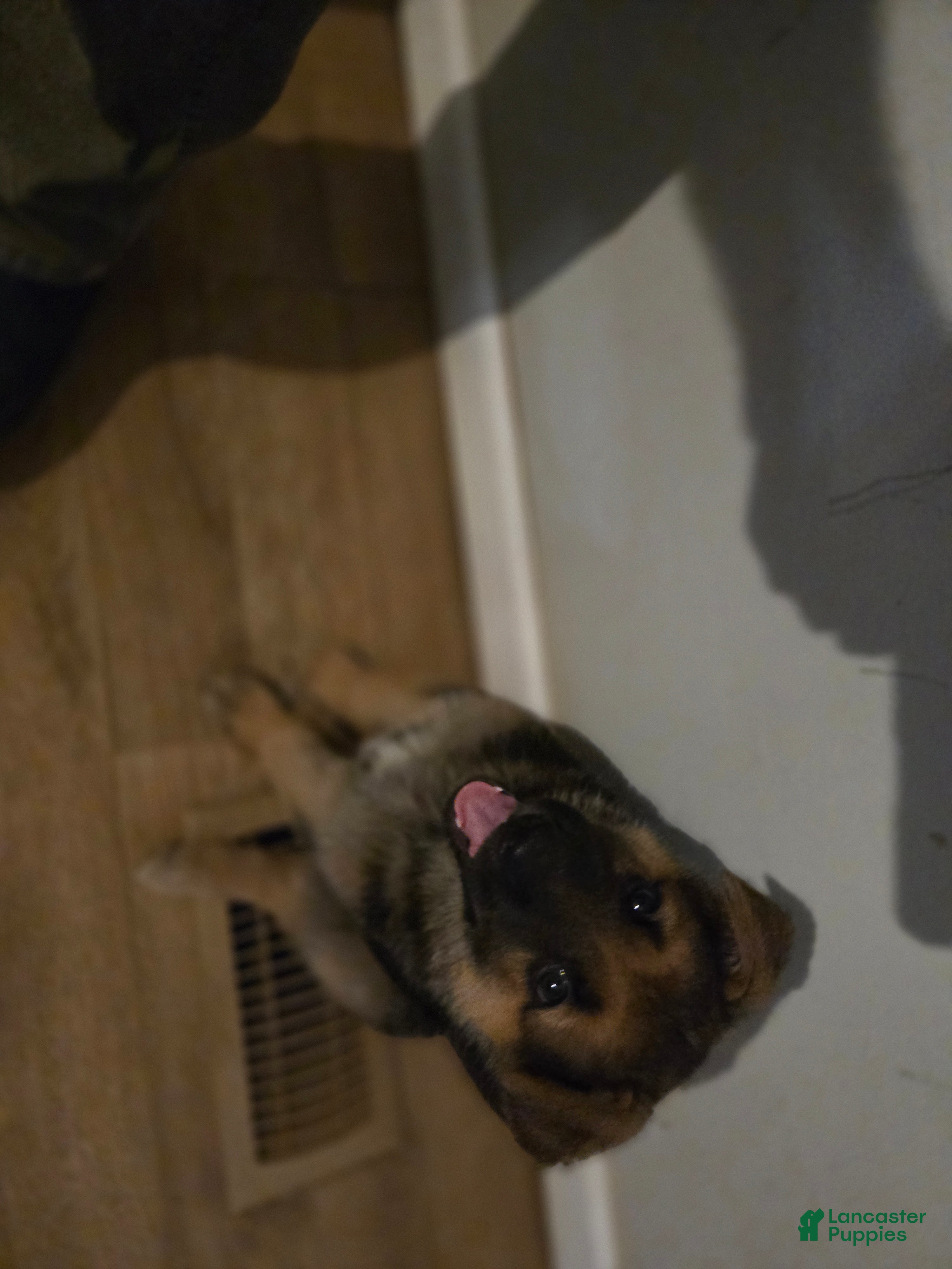 German Shepherd dogs German Shepherd Puppy 4 - Ad 30
